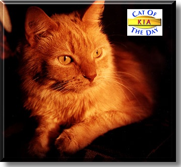 Kia, the Cat of the Day
