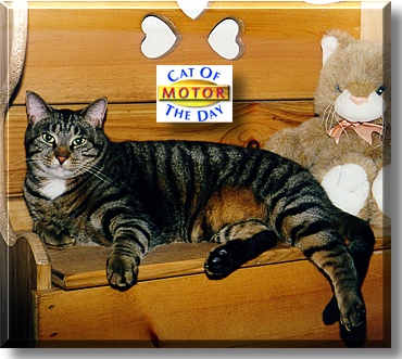 Motor, the Cat of the Day