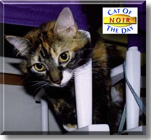 Noir, the Cat of the Day