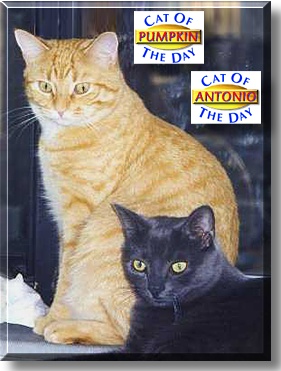 Pumpkin and Antonio, the Cat of the Day
