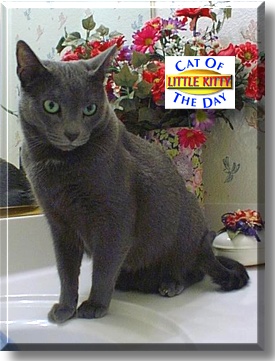 Little Kitty, the Cat of the Day