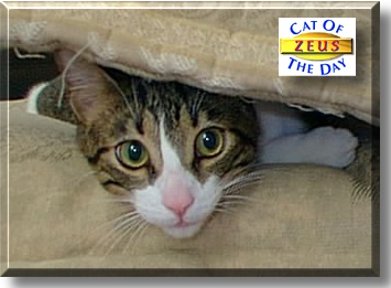 Zeus, the Cat of the Day