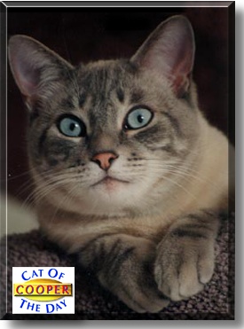 Cooper, the Cat of the Day