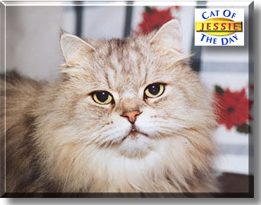 Jessie, the Cat of the Day
