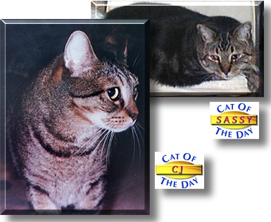Sassy and CJ, the Cat of the Day