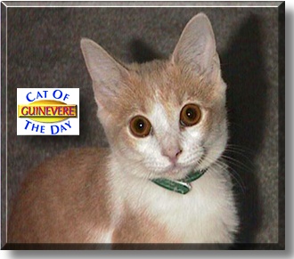 Guinevere, the Cat of the Day
