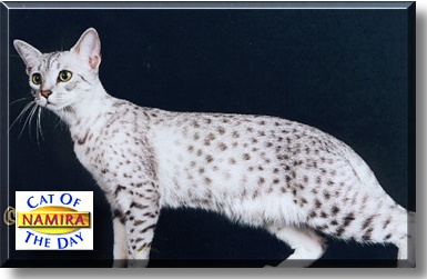 Namira, the Cat of the Day