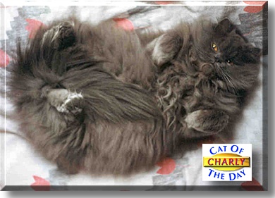 Charly, the Cat of the Day