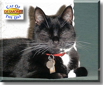Desmond, the Cat of the Day
