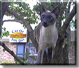 Templeton, the Cat of the Day
