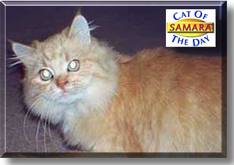 Samara, the Cat of the Day