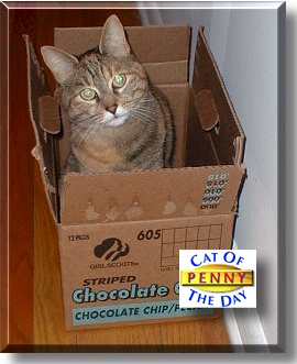 Penny, the Cat of the Day