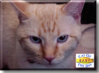 Baby, the Cat of the Day