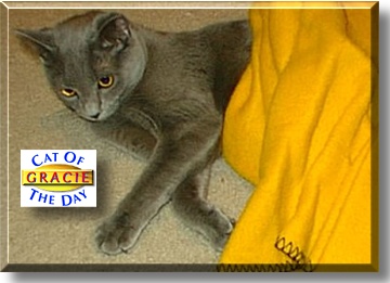 Baby, the Cat of the Day