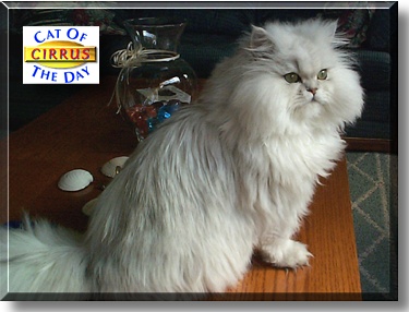 Cirrus, the Cat of the Day