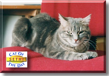 Sethi, the Cat of the Day