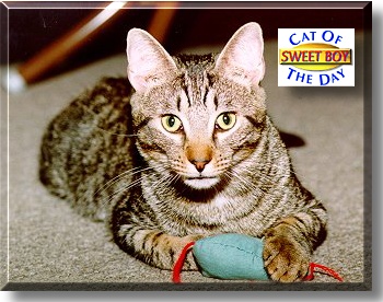 Sweet Boy, the Cat of the Day