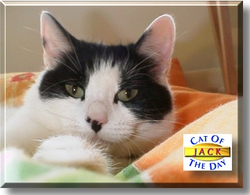 Jack, the Cat of the Day
