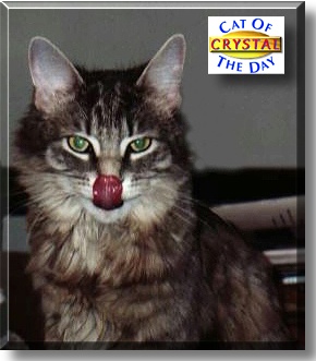 Crystal, the Cat of the Day