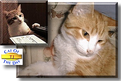 TJ, the Cat of the Day