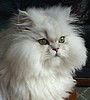 Cirrus