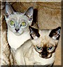 Remmy, Sidney