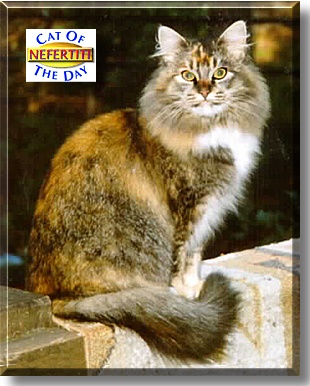 Nefertiti, the Cat of the Day