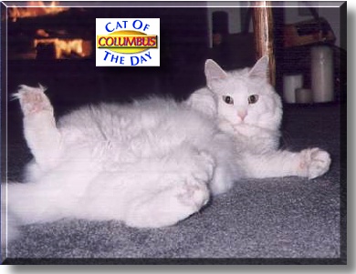Columbus, the Cat of the Day