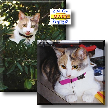 Macy Jean, the Cat of the Day