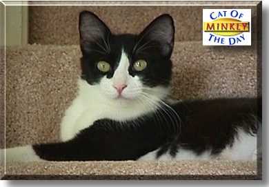 Minkly, the Cat of the Day
