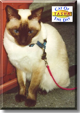 Tasha, the Cat of the Day
