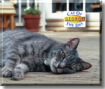 George, the Cat of the Day