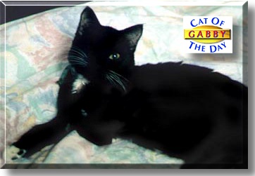 Gabby, the Cat of the Day
