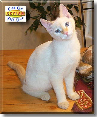 Skylar, the Cat of the Day