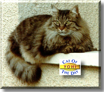 Yohi, the Cat of the Day