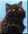 Zorro