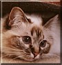 Lindy