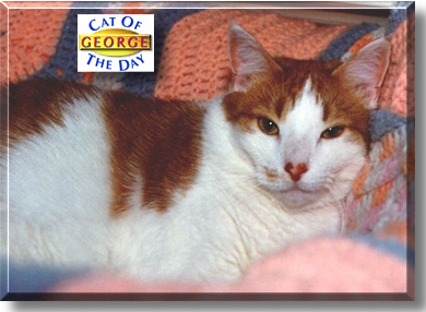 George, the Cat of the Day