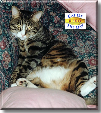 Kiko, the Cat of the Day