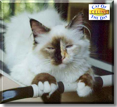 C&eacute;line, the Cat of the Day
