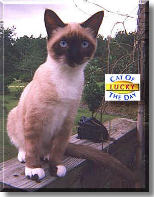 Lucky, the Cat of the Day