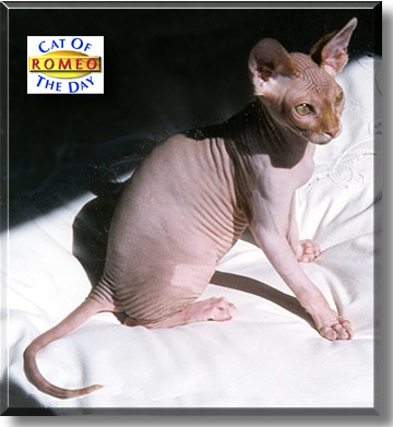Romeo, the Cat of the Day