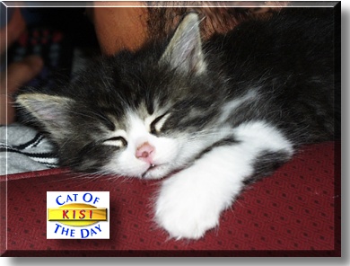 Kisi, the Cat of the Day