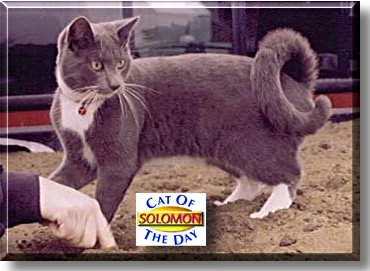 Solomon, the Cat of the Day
