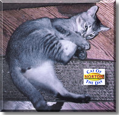 Norton, the Cat of the Day