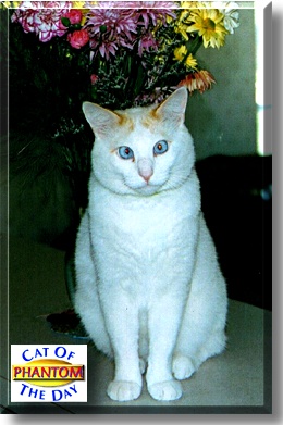 Phantom, the Cat of the Day