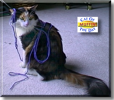 Muffin, the Cat of the Day