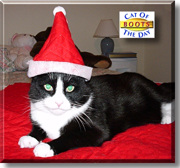 Boots, the Cat of the Day