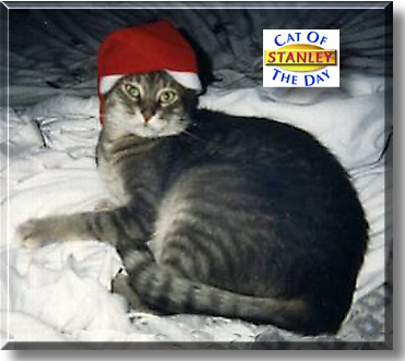 Stanley, the Cat of the Day