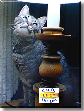 Lucy Pooter, the Cat of the Day